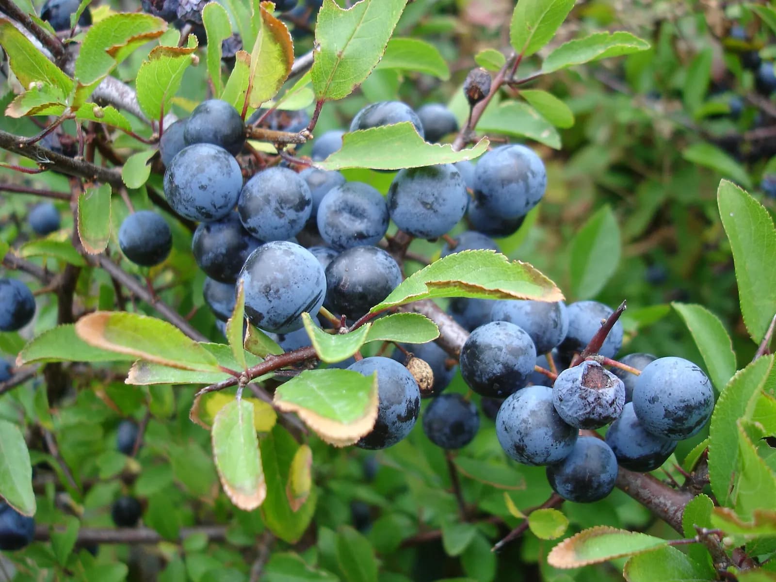 A close-up view of abundant dark blue ripe sloe berries hanging from thorny branches with green and brown-tinged leaves.